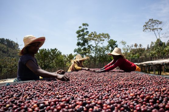 Ayla Bombe, Ethiopia - Filter Roast