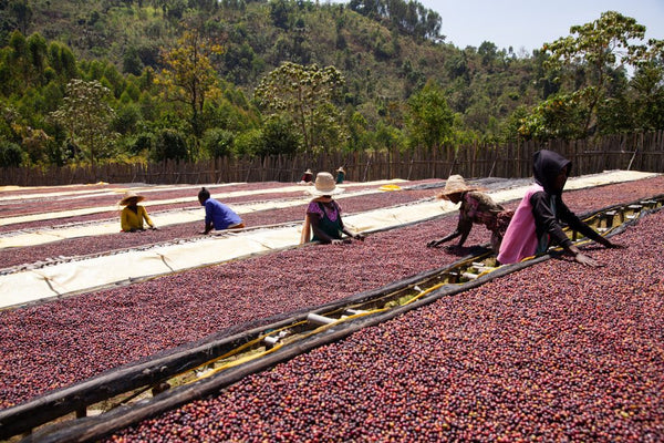 Ayla Bombe, Ethiopia - Filter Roast