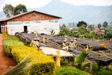 Ruli Peaberry, Rwanda - Filter Roast