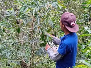 Flor de Corazon, Mexico - Espresso Roast