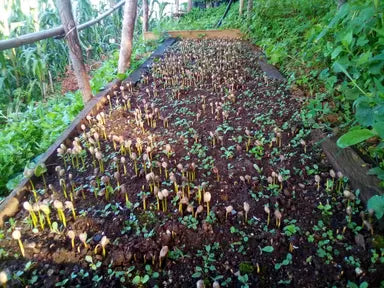 Flor de Corazon, Mexico - Espresso Roast