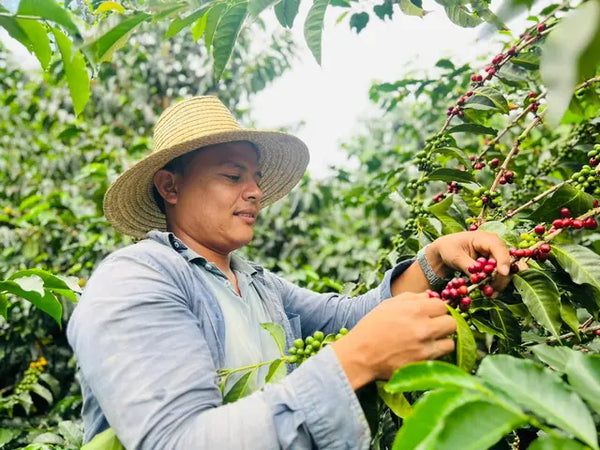 San Fermin, Colombia - Filter Roast