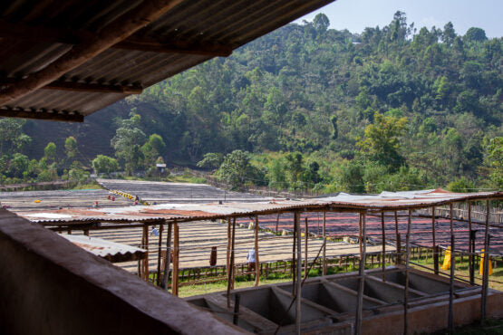 Ayla Bombe, Ethiopia - Filter Roast