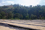 Ayla Bombe, Ethiopia - Filter Roast