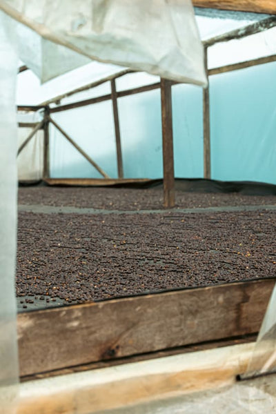 Luis Anibal Calderon, Colombia - Limited Release Filter Roast