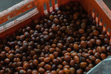 Luis Anibal Calderon, Colombia - Limited Release Filter Roast