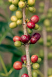 Luis Anibal Calderon, Colombia - Limited Release Filter Roast