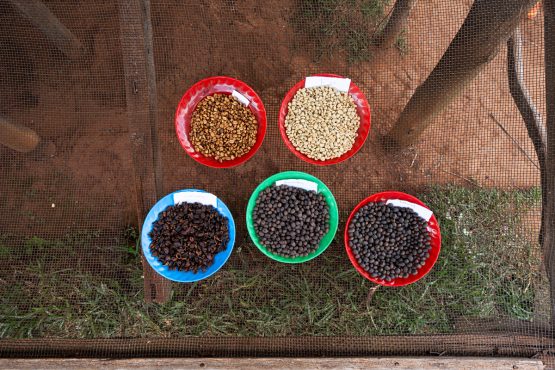 Ruli Peaberry, Rwanda - Filter Roast