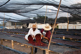 El Calagual Natural, Guatemala - Filter Roast