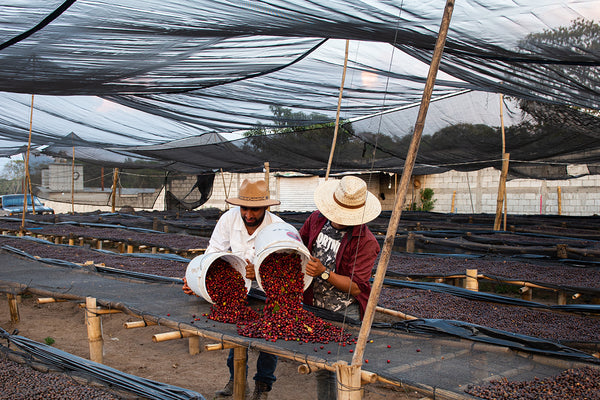 El Calagual Natural, Guatemala - Filter Roast