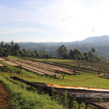 Michel Dusengimana, Rwanda - Filter Roast