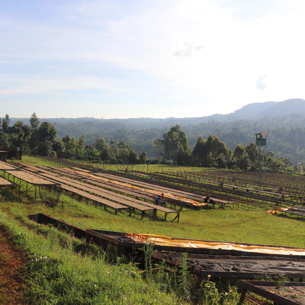 Michel Dusengimana, Rwanda - Filter Roast