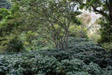 El Calagual Natural, Guatemala - Filter Roast