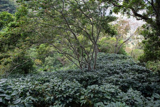 El Calagual Natural, Guatemala - Filter Roast