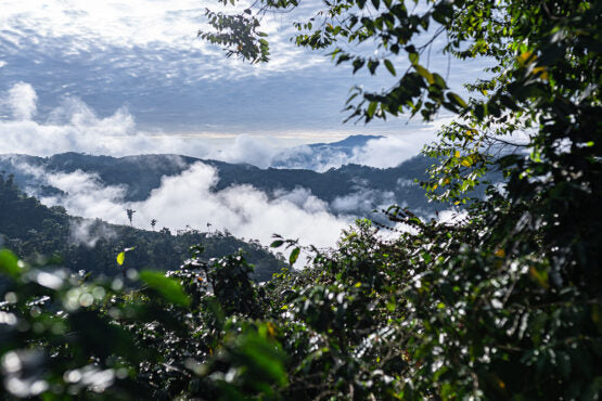 El Mirador, Bolivia - Espresso Roast