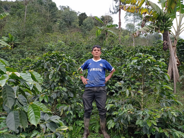 Elias Sanchez, Peru - Filter Roast