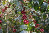 Jigesa Natural, Ethiopia - Espresso Roast
