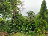 Gilma Zuñiga, Colombia - Filter Roast