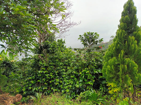 Gilma Zuñiga, Colombia - Filter Roast
