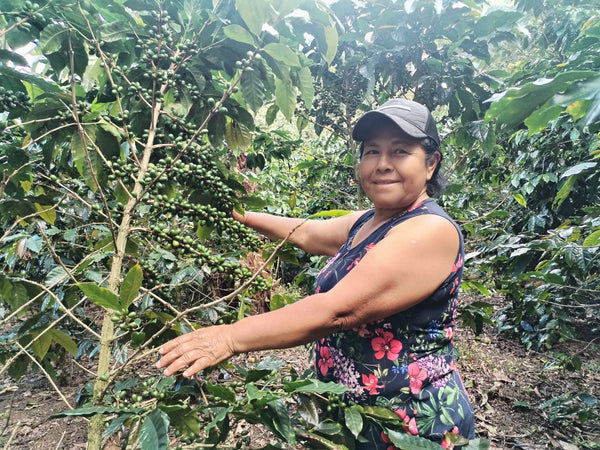 Gilma Zuñiga, Colombia - Filter Roast