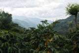 La Unión “Amarillo”, Guatemala - Filter Roast