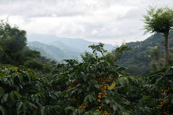 La Unión “Amarillo”, Guatemala - Filter Roast