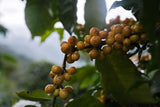 La Unión “Amarillo”, Guatemala - Filter Roast