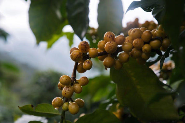 La Unión “Amarillo”, Guatemala - Filter Roast