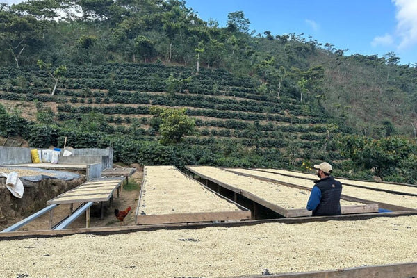 La Unión “Amarillo”, Guatemala - Filter Roast