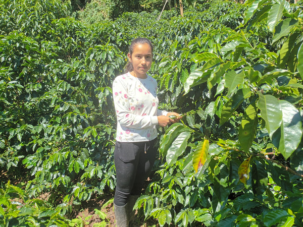 Maidy Bocanegra, Colombia - Filter Roast