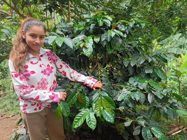 Maidy Bocanegra, Colombia - Filter Roast