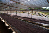 Jigesa Natural, Ethiopia - Espresso Roast