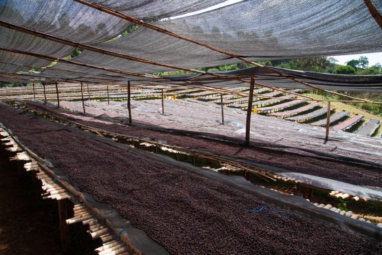 Jigesa Natural, Ethiopia - Espresso Roast