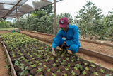 Ruli Peaberry, Rwanda - Filter Roast