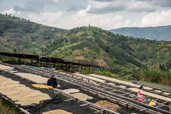 Nkara Peaberry, Rwanda - Filter Roast