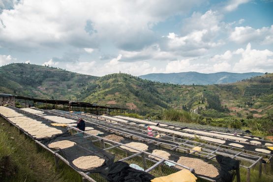 Michel Dusengimana, Rwanda - Filter Roast