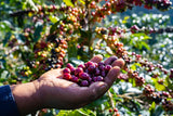 El Mirador, Bolivia - Espresso Roast