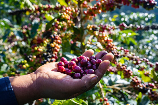 El Mirador, Bolivia - Espresso Roast