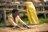Ruli Peaberry, Rwanda - Filter Roast