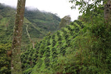 Los Nogales, Colombia - Espresso Roast