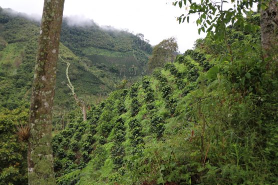 Los Nogales, Colombia - Espresso Roast