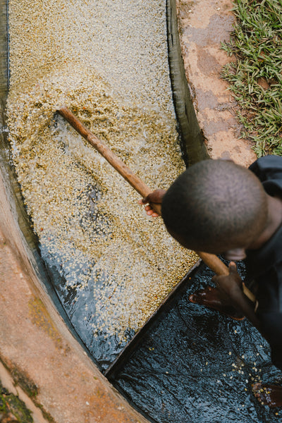 Giku, Burundi - Filter Roast