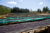 Werka Natural, Ethiopia - Espresso Roast