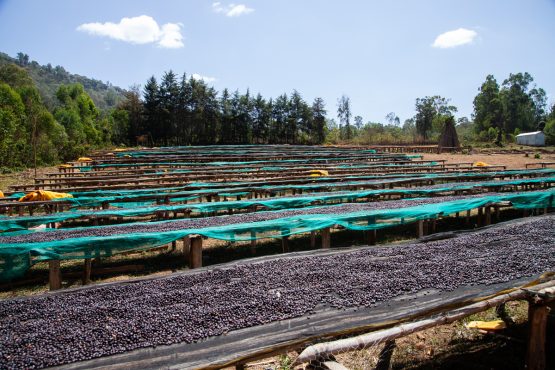 Werka Natural, Ethiopia - Espresso Roast