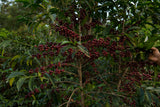 Werka Natural, Ethiopia - Espresso Roast