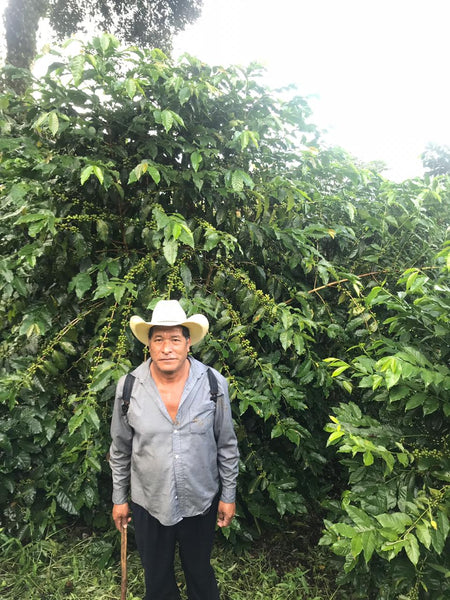 Mirravale, Mexico - Espresso Roast