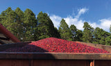 Volcán Azul SL-28 Natural - Limited Release Filter Roast - (Current roast date 28/04)
