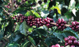 Volcán Azul SL-28 Natural - Limited Release Filter Roast - (Current roast date 28/04)
