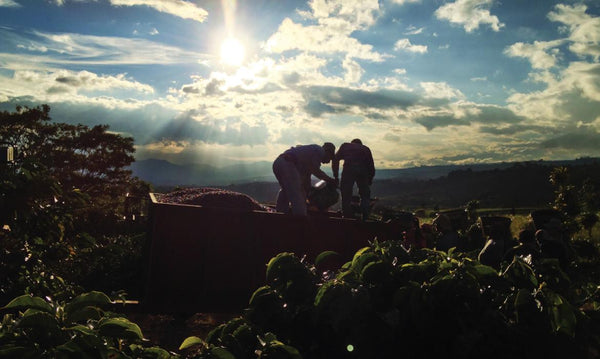 Volcán Azul SL-28 Natural - Limited Release Filter Roast - (Current roast date 28/04)
