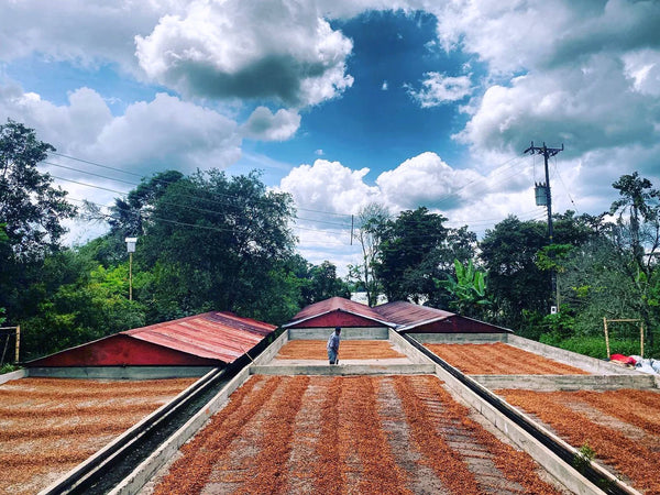 Campo Hermoso, Honey Malolactic Mossto C.M - Limited Release Filter Roast